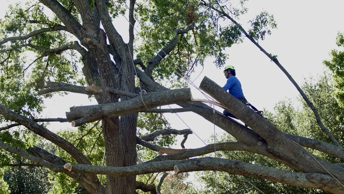 Professional Crown Thinning performed by certified arborists in Darlington
